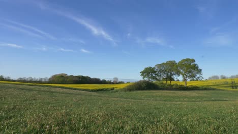 Panorama-over-grassland-and-rape-field