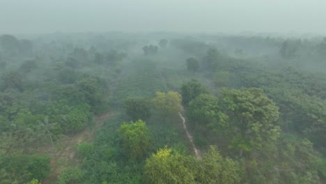Parallax-drone-shot-of-Sahiwal-to-Multan-Road-in-between-a-forest-during-a-foggy-morning-in-Punjab,-Pakistan
