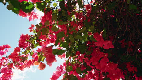 Sonnenverwöhnte-Rote-Blumen