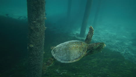 Schildkröte-Unter-Wasser-Unter-Einem-Pier-Auf-Den-Tropischen-Malediven