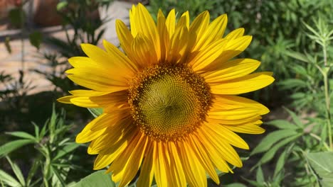 Sonnenblume-In-Voller-Blüte-Im-Garten