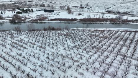 Aerial-shot-of-an-orchard-covered-in-snow