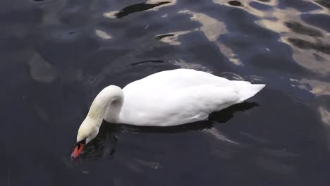 Cisne-Nadando-Comiendo-10-Segundos-50-Fps-Hd-00340