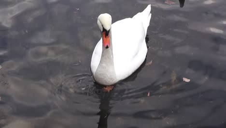 Close-up-on-a-white-swan-9-secs-50-fps-HD00322