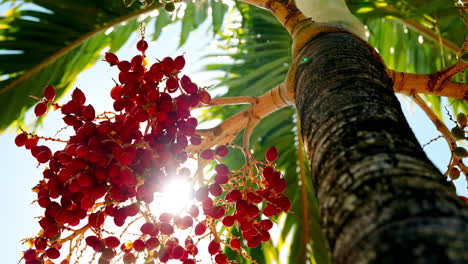 Slow-motion-shot-of-tropical-red-berries