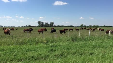 Herd-of-brown-cows-grazing-in-green-pasture-under-blue-sky,-sunny-day