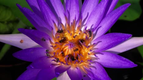 Bees,-flies-and-other-flying-insects-on-blue-lotus-flower-eat-and-collect-nectar
