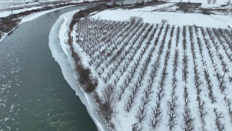 Aerial-shot-of-a-snow-covered-orchard-lining-the-Yakima-River-in-Washington
