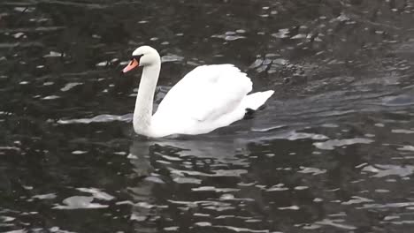 Swan-swimming-5-secs-50-fps-HD-00328.mp4