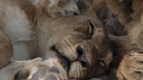 Baby-Lion-Sleeping.-Lion-Cub.-closeup-shot