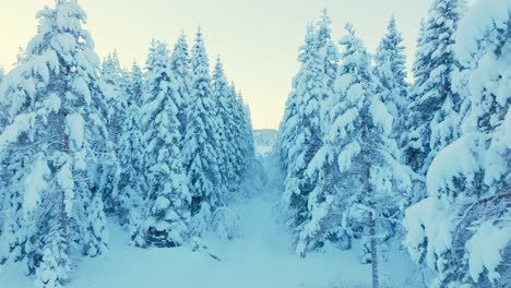 Fir-Tree-Covered-With-Thick-Snow