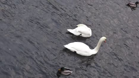 Swans-and-ducks-9-secs-HD-50-fps-00333