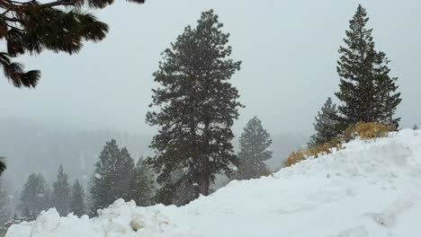 Scenic-snow-covered-landscape-view-of-fir-trees-during-snowfall-in-outdoor-wilderness-of-Boise,-Idaho,-USA