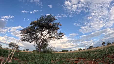 Fesselnder-Zeitraffer:-Wolken-Tanzen-Im-Sommer-über-Der-Südlichen-Kalahari-Savanne