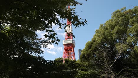 Looking-Up-At-Tokyo-Tower-On-Clear-Day-Past-Gently-Swaying-Tree-Branch