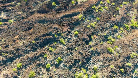 Volcanic-landscape-with-green-plants-on-sunny-warm-day-in-Hawaii,-aerial-drone-view
