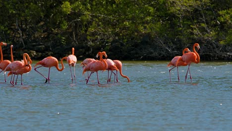 Flock-of-flamingos-gracefully-walk-across-salt-flats,-mangrove-forest-with-glistening-water