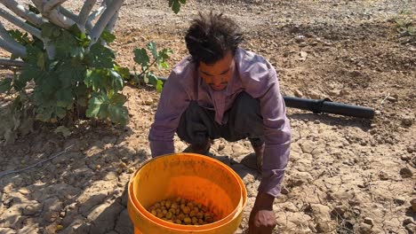 farmer-worker-collect-dry-fig-harvest-season-pick-ripe-sweet-delicious-organic-in-traditional-agriculture-in-Iran-local-people-countryside-rural-village-landscape-wonderful-delicious-fruit-nut-fig-jam
