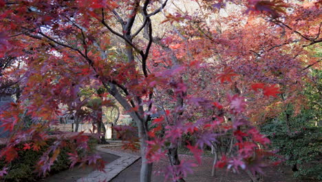 Ein-Weg-In-Einem-Shinto-Tempel-In-Tokio.-Im-Herbst-Ist-Der-Weg-Voller-Ahornblätter-Und-Bietet-Einen-Einzigartigen-Ausblick-Von-Unvergleichlicher-Schönheit