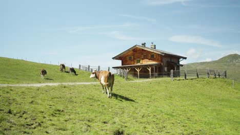 Genießen-Sie-Die-Ruhige-Schönheit-Der-Kühe,-Die-Rund-Um-Eine-Berghütte-In-Den-österreichischen-Alpen-Grasen