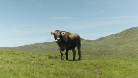 Eine-Gehörnte-Kuh-Grast-Friedlich-Auf-Der-österreichischen-Alm,-Ihre-Glocke-Hallt-Durch-Die-Tiroler-Landschaft,-Wo-Eine-Herde-Frei-Umherstreift-Und-Eine-Ruhige-Atmosphäre-Schafft