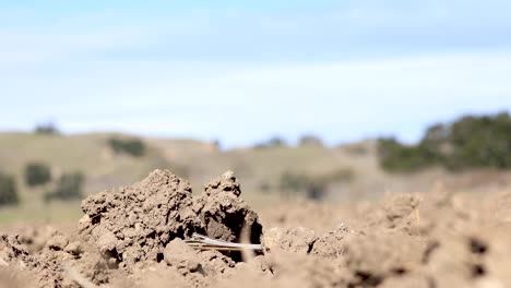 Soil-in-California-Dry-Farming-Field