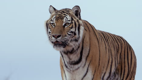 Tiger-isolated-against-light-blue-sky-background-looks-towards-camera