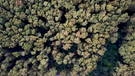 Flying-above-and-panning-upwards-on-a-big-green-forest