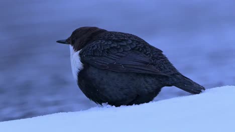 White-Throated-Dipper-in-winter-morning-dusk,-river-flowing-in-background