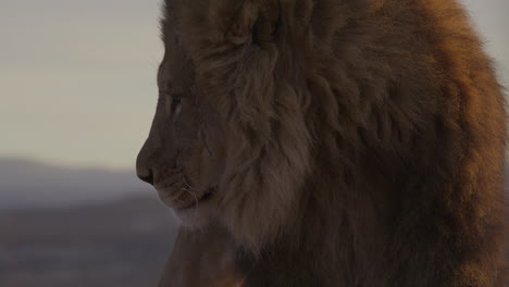 Extreme-Nahaufnahme-Eines-Männlichen-Löwen-Am-Morgen