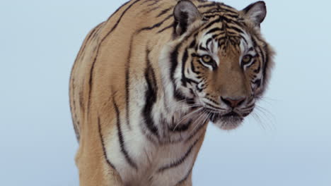 Tiger-walks-towards-camera-against-cloudless-sky-in-background---medium-shot