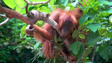 An-orangutan-in-a-tree-in-the-jungle-in-North-Sumatra,-Indonesia