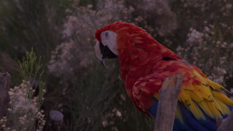 Parrot-chirping---side-profile---slow-motion
