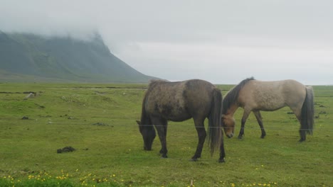 Caballos-Islandeses-En-El-Viento-En-Un-Campo-Verde,-Jugando-Y-Comiendo,-Mientras-Florecen-Flores-Silvestres-Con-Montañas-Al-Fondo