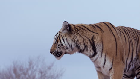 Tiger-standing-during-blue-hour-against-cloudless-blue-sky---medium-shot---side-profile