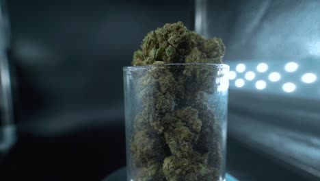 Eine-Detaillierte-Nahaufnahme-Einer-Cannabispflanze,-Einer-Marihuanablüte,-Hybridsorten,-Indica-Und-Sativa,-Auf-Einem-Um-360-Grad-Drehbaren-Ständer-In-Einem-Glänzenden-Glas,-120-Fps-Zeitlupe-In-Full-HD,-Filmisches-Studiolicht