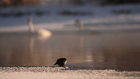 White-Throated-Dipper-on-Winter-sunset-riverbank-looking-at-camera,-turns-and-defecates,-Handheld-slow-motion