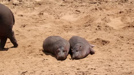 Two-Hippopotamus-Calves-Basking-On-Sand-In-Masai-Mara-National-Reserve,-Kenya