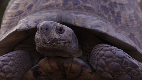 Leopard-tortoise-turns-head-away-from-camera-to-show-side-profile-of-face---close-up-on-face