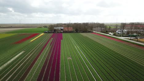 Aerial-Drone-Shot:-Tulip-Field,-Farm,-and-Road-in-Flevoland
