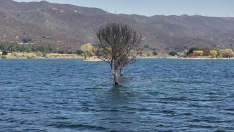 Abgestorbener-Baum-Im-Wasser-Des-Bouquet-Reservoirs-An-Einem-Trüben,-Bewölkten,-Dunstigen-Tag-In-Südkalifornien.-Teleaufnahme-Mit-Einem-Berghintergrund,-Luftaufnahme-Einer-Dolly-Kamera-Mit-60-Bildern-Pro-Sekunde