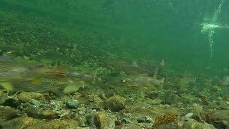 Wild-trout-and-Atlantic-Salmon-in-river-startle-when-rock-splashes-into-water