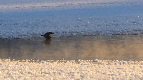 White-Throated-Dipper-Pose-at-Frosty-Stream-in-golden-winter-sunset,-Handheld-Slow-motion
