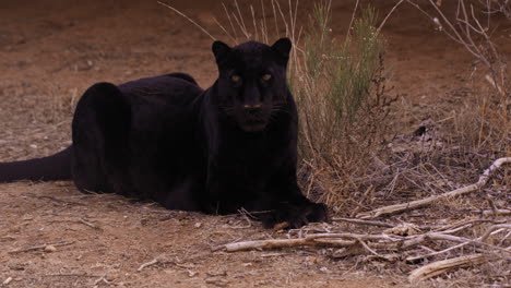 Leopardo-Negro-Relajándose-En-El-Suelo-Cerca-De-Una-Zona-Boscosa---Plano-General