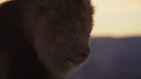 Side-profile-lion-at-sunrise-silhouette