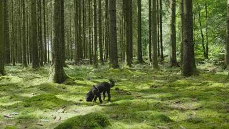 Watch-a-black-Poodle-joyfully-sniffing-through-the-forest,-savoring-the-scents-of-nature-in-a-delightful-exploration