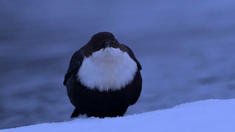 White-Throated-Dipper-looking-at-camera-in-grey-winter-morning,-close-up-portrait