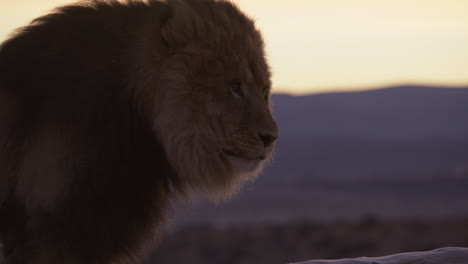 Majestic-lion-at-sunrise-turning-head