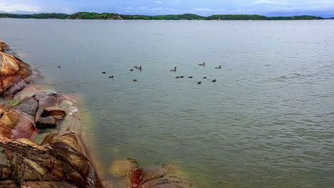 Group-Of-Ducks-With-Ducklings-Swimming-In-The-Lake-Near-The-Rocky-Coastline