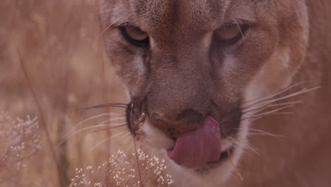 Female-Lion-licking-lips-in-field---close-up-on-face-and-tongue